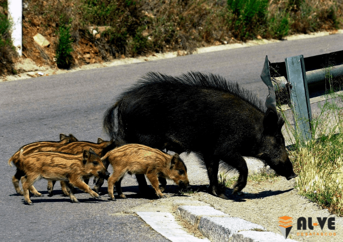 Animales cruzando carretera