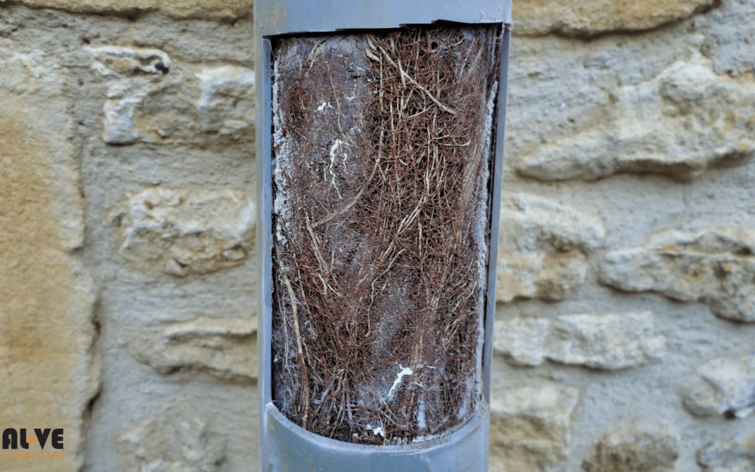 ¿Sabías que las raíces de las plantas pueden crecer en las tuberías y causar atascos?